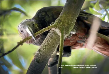  ?? PHOTO: CHRISTEL YARDLEY/STUFF ?? A ka¯ka¯ at Waikato University chews on the bark of a tree.