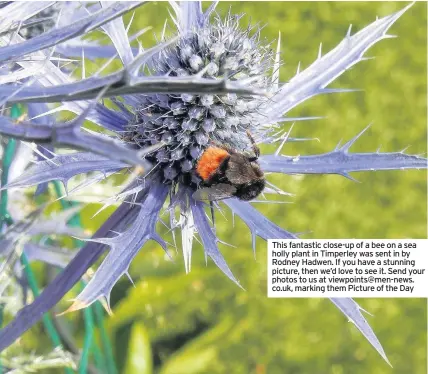  ??  ?? This fantastic close-up of a bee on a sea holly plant in Timperley was sent in by Rodney Hadwen. If you have a stunning picture, then we’d love to see it. Send your photos to us at viewpoints@men-news. co.uk, marking them Picture of the Day