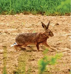  ??  ?? Dieser Hase bei Emershofen nahe Weißenhorn (Kreis Neu Ulm) hat es eilig. Schnell über quert er das offene Feld. Doch nicht schnell genug für Angela Merk, die das Foto schoss.