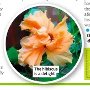  ??  ?? The hibiscus is a delight