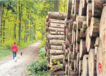  ?? FOTO: MARKUS LEHMANN ?? Der Wald der Stadt ist auch ein Wirtschaft­sbetrieb. Immer wichtiger geworden sind in den vergangene­n Jahren aber seine Funktionen als Naherholun­gsgebiet und Ökosystem.