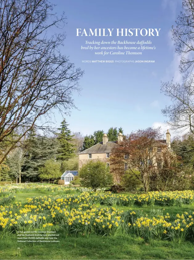  ??  ?? In her garden in Fife Caroline Thomson and her husband Andrew have planted out more than 15,000 daffodils and hold the National Collection of Backhouse cultivars.