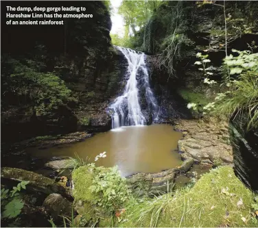  ??  ?? The damp, deep gorge leading to Hareshaw Linn has the atmosphere of an ancient rainforest