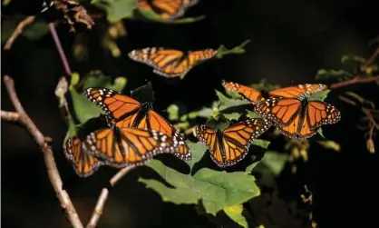  ?? Photograph: Anadolu Agency/ Getty Images ?? Monarch butterflie­s rest on a plant in El Rosario butterfly sanctuary, in Michoacán, Mexico, in January.