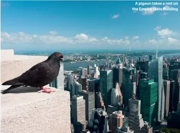  ??  ?? A pigeon takes a rest on the Empire State Building