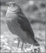  ?? MEI JIAN / FOR CHINA DAILY ?? Barred Forest Falcon.