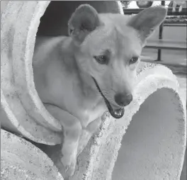  ?? Andrea Sachs/Washington Post ?? LEFT: Valerie peeks out from a concrete pipe at the Phuket shelter.