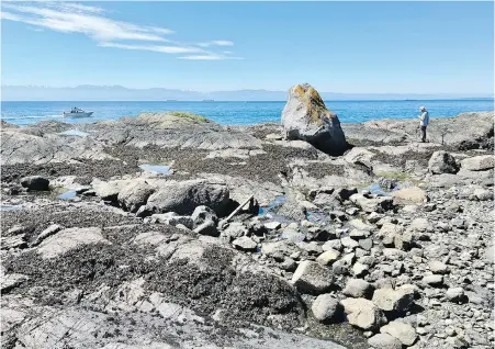  ?? EDWARD NISSEN ?? Seismologi­st Edwin Nissen looks at a ‘glacial erratic’ at Harling Point in Oak Bay during a rare ultra-low tide. The large piece of granite likely travelled in a glacier from the Coast Mountains about 12,000 years ago.