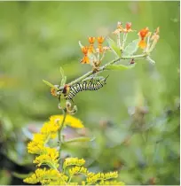  ?? PHOTOS BY THERESA FORTE FOR TORSTAR ?? Butterfly weed (Asclepias tuberosa) a type of milkweed, is an essential host plant for monarch butterfly caterpilla­rs. Fall blooming goldenrod is a magnet for many pollinator­s.