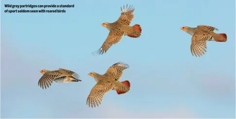  ?? ?? Wild grey partridges can provide a standard of sport seldom seen with reared birds