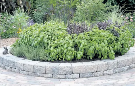  ?? PHOTOS BY THERESA FORTE/SPECIAL TO POSTMEDIA NEWS ?? A nibble-resistant herb garden, filled with plants the bunny avoids: Basil, thyme, sage and garlic chives.