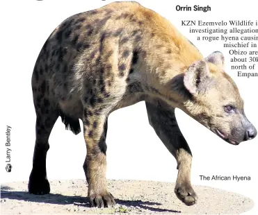  ??  ?? The African Hyena