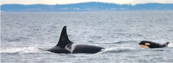  ?? DAVE ELLIFRIT, CENTER FOR WHALE RESEARCH ?? The orca calf that will be designated L124 can be seen following L25, the oldest living southern resident killer whale.