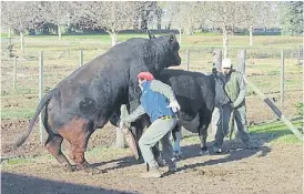  ??  ?? Colecta. En la cabaña, los operarios trabajan en la cosecha del semen.