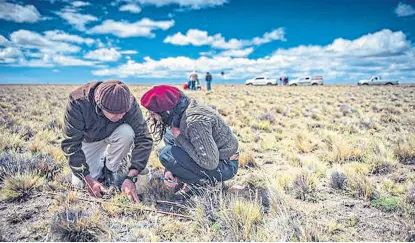  ??  ?? En la Patagonia, la empresa B Ovis21 se propone regenerar pastizales