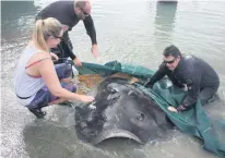  ?? Article: University of Waikato / Creative Commons license. ?? Helen, Dave and Rex, tagging a short-tail stingray in Tauranga Harbour. PHOTOS: Supplied.