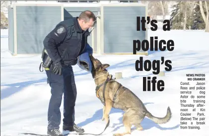  ?? NEWS PHOTOS MO CRANKER ?? Const. Jason Ross and police service dog Astor do some bite training Thursday afternoon at Kin Coulee Park. (Below) The pair take a break from training.