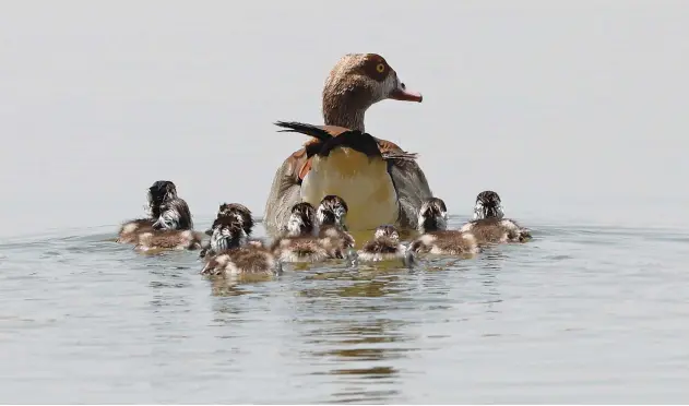  ?? Agence France-presse ?? ↑
A duck swims with ducklings in the Al Qudra lake in Dubai on Wednesday.