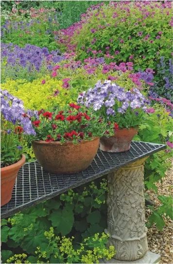  ??  ?? An improvised bench with violas, Calibracho­a, geraniums, Alchemilla mollis and nepeta