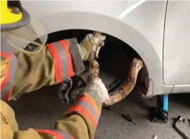  ?? FOTO BOMBEROS. ?? Las bécquer no son venenosas.