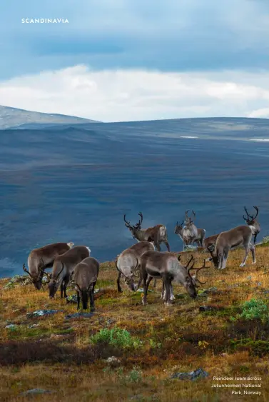  ?? ?? Reindeer roam across Jotunheime­n National
Park, Norway
