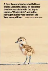  ?? Photo / Darren Markin ?? A New Zealand dotterel with three chicks (count the legs) on predatorfr­ee Moturua Island in the Bay of Islands. “Underbirds” are in the spotlight in this year’s Bird of the Year competitio­n.