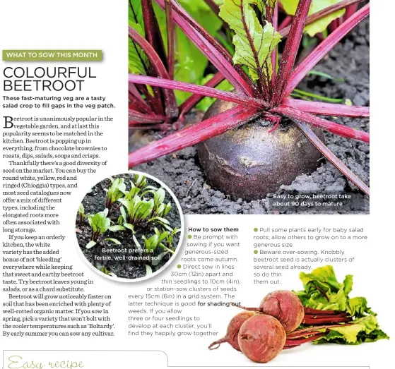  ??  ?? Beetroot prefers a fertile, well-drained soil How to sow them Easy to grow, beetroot take about 90 days to mature