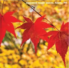  ?? ?? Japanese maple leaves. Alamy/PA