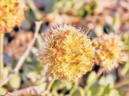  ?? PATRICK DONNELLY/CENTER FOR BIOLOGICAL DIVERSITY 2019 ?? Tiehm’s buckwheat, a desert wildflower, blooms at Rhyolite Ridge in the Silver Peak Range of western Nevada.