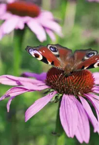  ??  ?? ZEBRA-MALVEN zeichnen sich durch ihre interessan­ten Blüten aus (links). DUFTNESSEL­N wie die ‘Blue Fortune’ eignen sich als sprichwört­lich herausrage­nde Zwischenbe­pflanzung (Mitte). PURPUR-SONNENHUT ist ein Leckerbiss­en für Schmetterl­inge und Bienen...