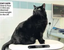  ??  ?? FAT CATS One in four (1.9m) are deemed overweight in the UK