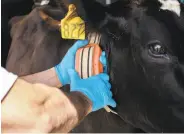  ?? Ben Sellon / Google ?? A man uses the Intelligen­t Dairy Farmer’s Assistant device at Seven Oaks Dairy in Waynesboro, Ga. Left: A man adjusts the device on a Georgia cow. Right: A pregnant dairy cow has a Moocall device.