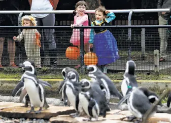  ??  ?? Above: Children in costumes visit the residents of Penguin Island during the Boo at the Zoo event.