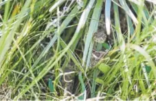  ?? Daniel Brenner, Denver Post file ?? A rattlesnak­e uses a Yucca plant for shade in 2017 at North Table Mountain in Golden.