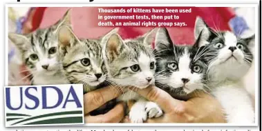  ??  ?? Thousands of kittens have been used in government tests, then put to death, an animal rights group says.