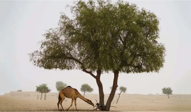  ?? Associated Press ?? ↑
A camel grazes during a sandstorm on the outskirts of Dubai on Wednesday.