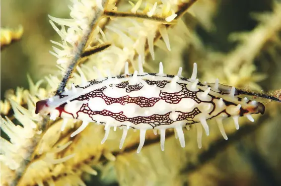  ?? IMAGE: Wakatobi Resort ?? ABOVE: A tiny spindle cowrie taken at Wakatobi, Indonesia