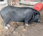  ?? JOSH DYKES/COURTESY ?? The pig has been chomping on apples since arriving at his new temporary home.