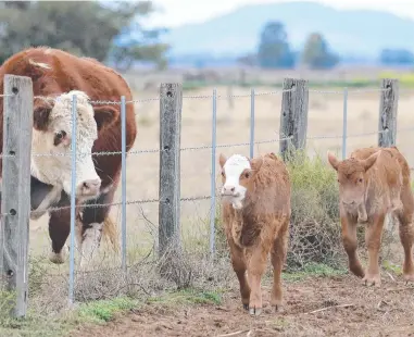  ?? ?? ADORABLE: Two calves and their mum take a stroll around their property.
Picture: Allyson Gardener