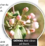  ??  ?? GRÖNSKA. Möt våren på Ekerö.