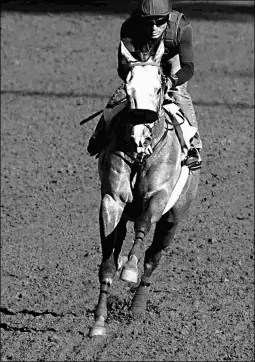  ?? BARBARA D. LIVINGSTON ?? Enola Gray may use Saturday’s Irish O’Brien Stakes at Santa Anita as a prep for the Royal Heroine Stakes on April 8.