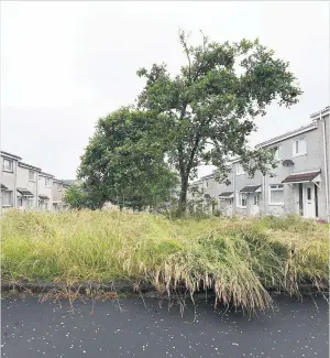  ??  ?? In need Grassed areas across South Lanarkshir­e are in need of maintenanc­e