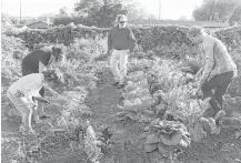  ??  ?? Steve Fankauser, center, watches as families take care of their plots at the McAllen community garden. From left are Mateo Skar, 6, and his mother, Tonya Kostenko. Brovold is at right.