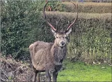  ?? Photograph: Katrina Morrison ?? Stanley the stag was a familiar face in the Bonawe area.