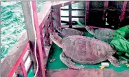  ??  ?? Dead sea turtles lying on the deck of a Chinese-flagged fishing boat as it was towed by Philippine police (AFP)