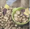  ??  ?? 0 Scottish seed potatoes are a major export crop