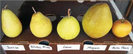  ?? PHOTO BY EMILY RYAN ?? Different types of pears tempt customers at Weaver’s Orchard.