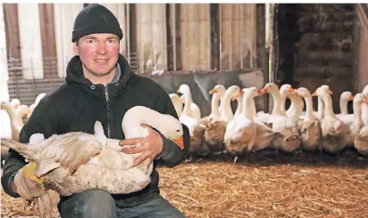  ?? FOTO: UWE MISERIUS (ARCHIV) ?? Ein Bild aus vergangene­n Tagen: Der Steinbüche­ler Landwirt Marcus Vogel hat sich von der Martins- und Weihnachts­gansaufzuc­ht verabschie­det.