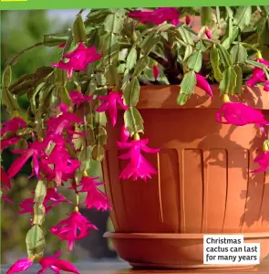  ?? ?? Christmas cactus can last for many years