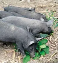  ??  ?? Market-size improved native pigs feeding on “madre de agua.”